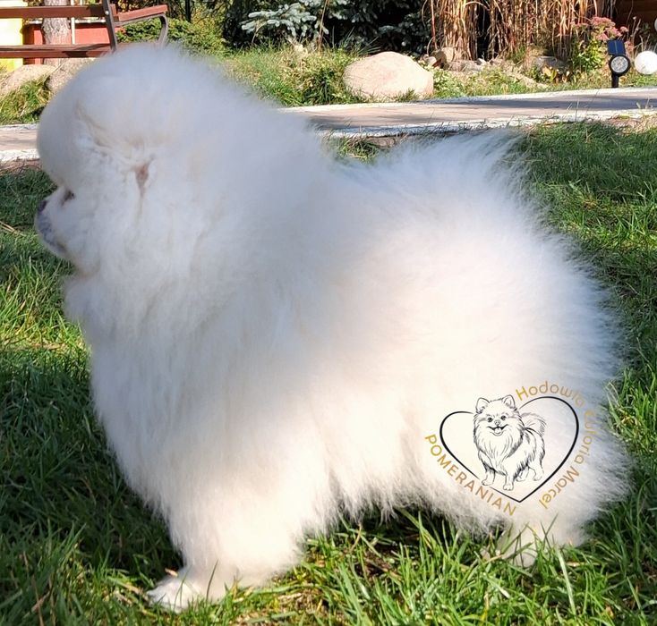 Pomeranian szpic miniaturowy