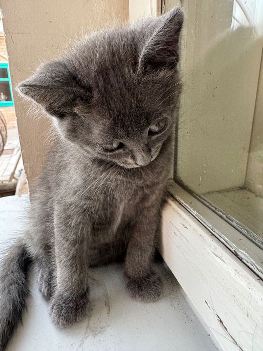 Котики шукають нову домівку