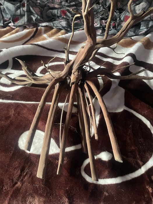 Duży korzen  Red Moor Wood tonacy