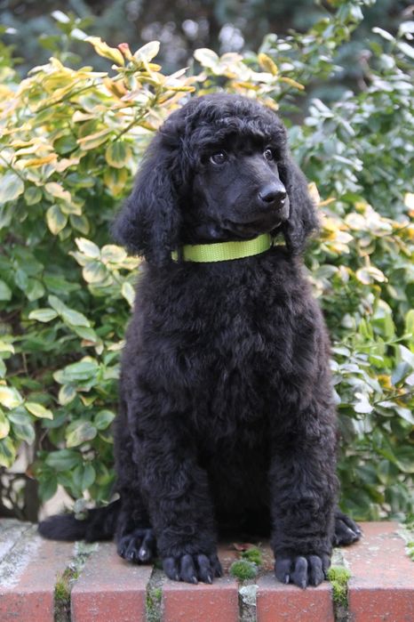 Pudel królewski FCI ZKWP **szczenięta**