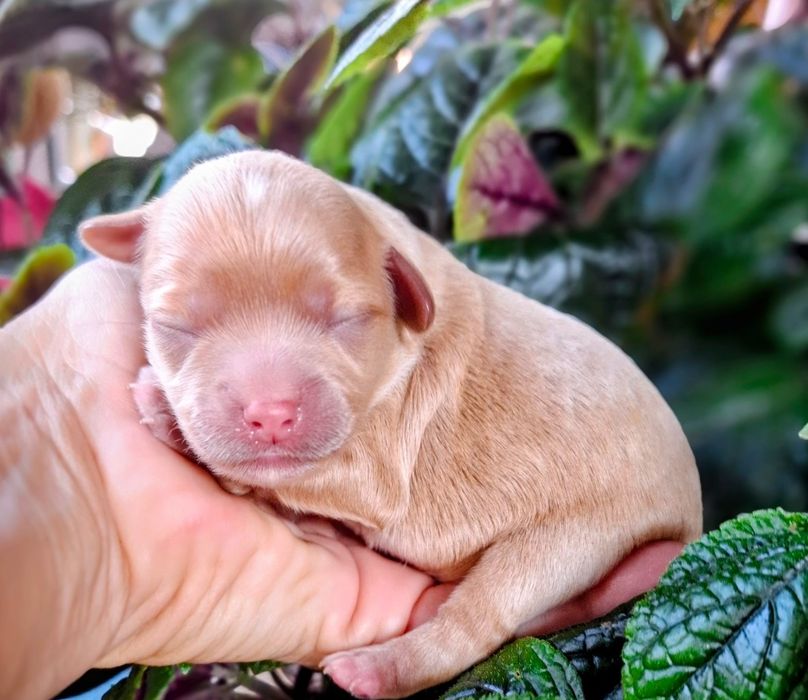 Maltipoo ładniutki chłopczyk do odbioru 22 września