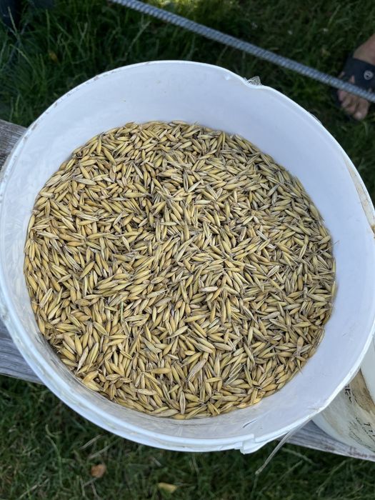 Sprzedam piekna pszenice i mieszanke (owies,jeczmien)