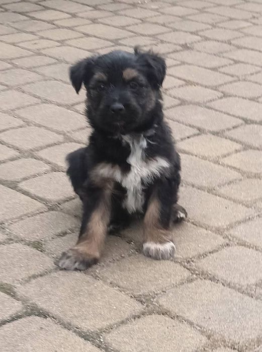 Oddam za darmo pieski