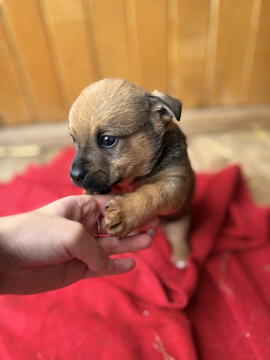 Szczeniaki szukaja domu- do adopcji