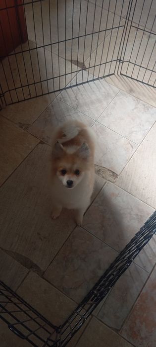 Lulu da Pomerânia menina