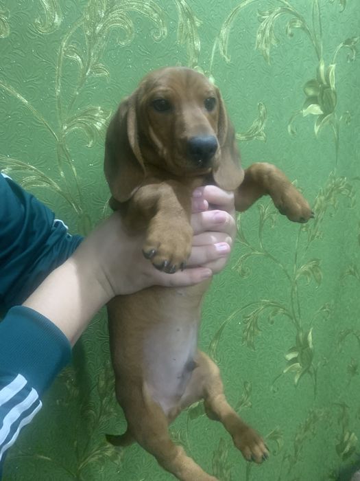 Продам цуценят Таксенят