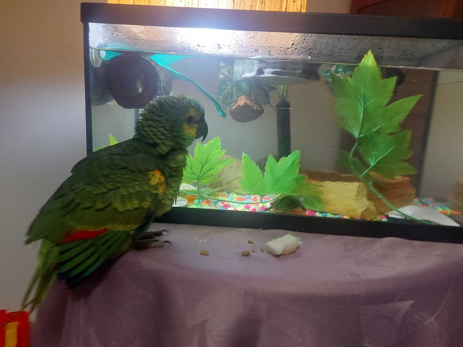 Vendo papagaio aestiva