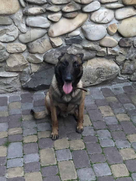 Кобель Малінуа. Вязка. Бельгійська вівчарка.