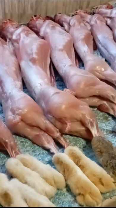 Продам м'ясо молодого кролика