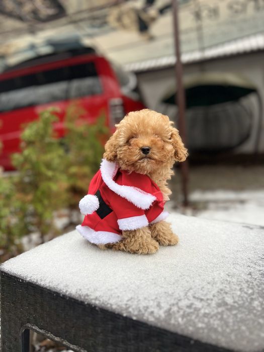 Мальтіпу хлопчики і дівчатка