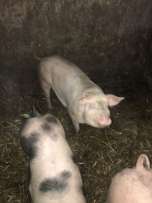 Loszki świnie.tuczniki!!!