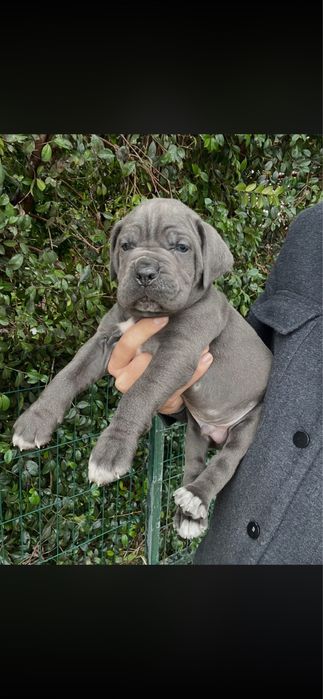 Macho Cane Corso Puro