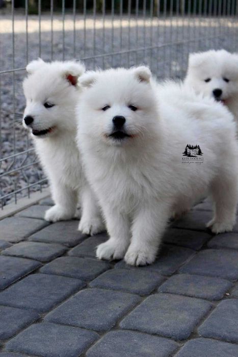 Samoyed *zkwp FCI* piesek