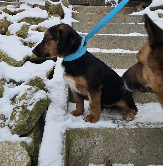 Ok 4 miesięczna sunia do adopcji