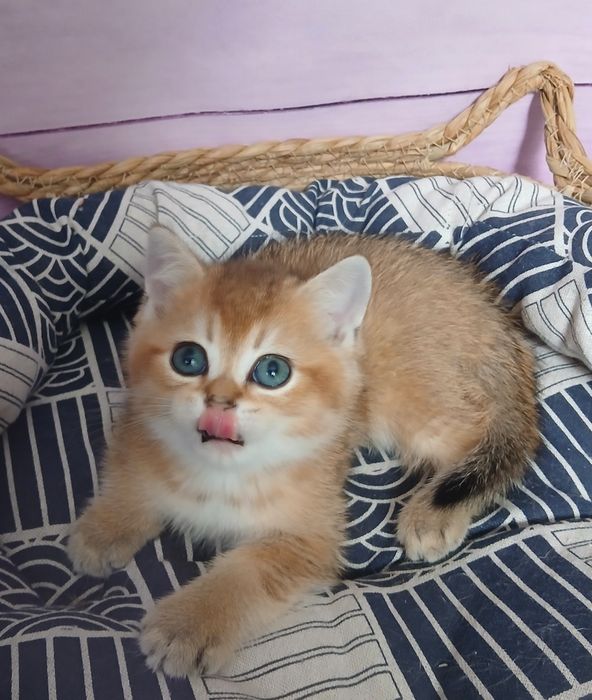 Котик золотої шиншили