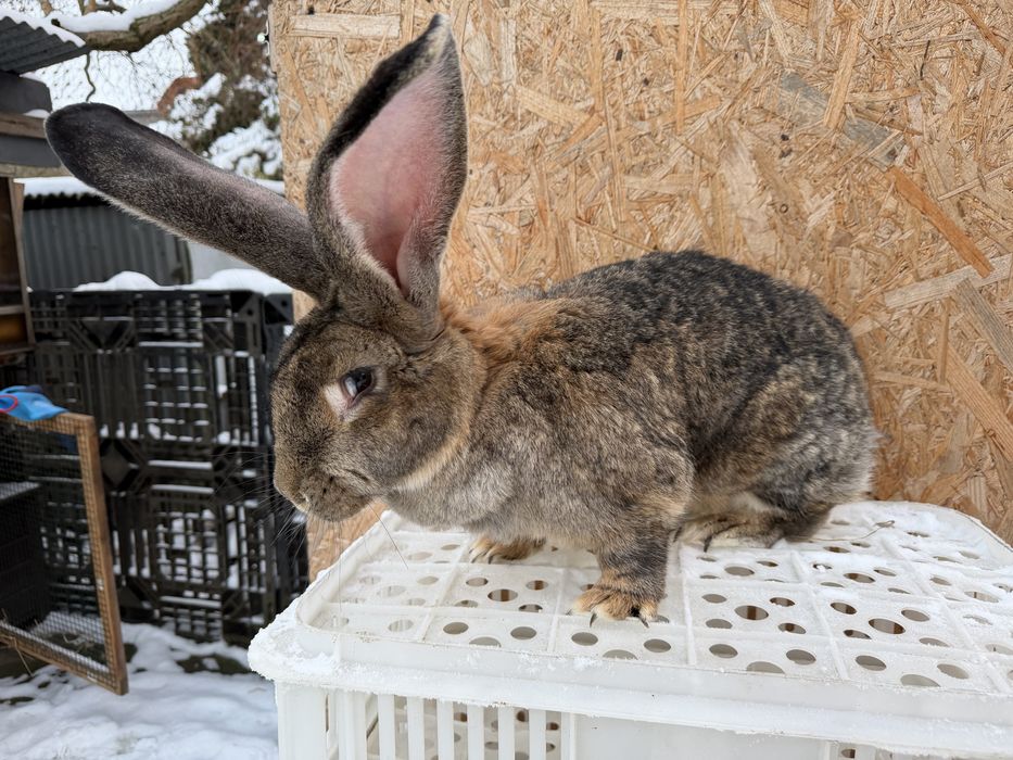 Królik belgijski samica