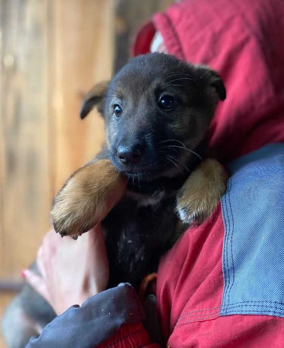 Цуценята в найкращі руки