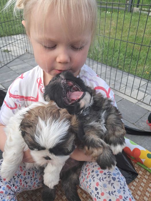 Wyjątkowe Szczeniaki Shih-tzu