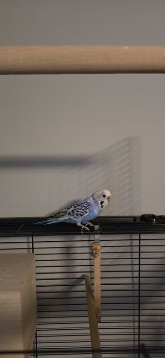 Papugi klatka woliera