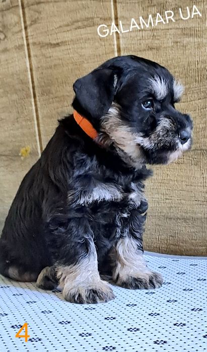 Дівчинка Цвергшнауцера документи КСУ