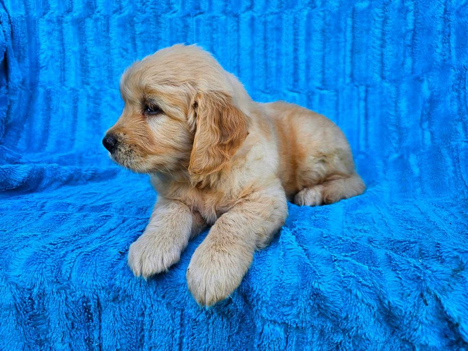 Golden Retriever złoty piesek