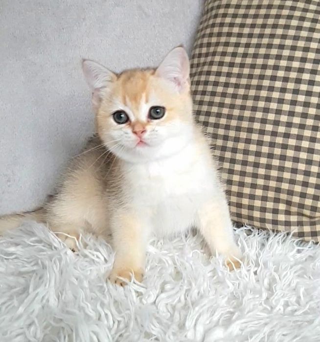 ДИВО дівчинка золота шиншила