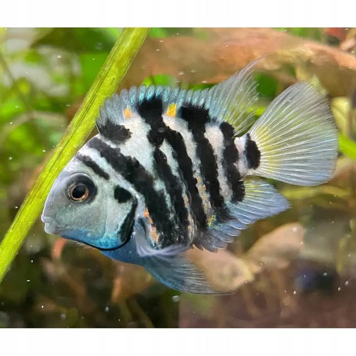 Pielęgnica papuzia blu tiger(zebra)