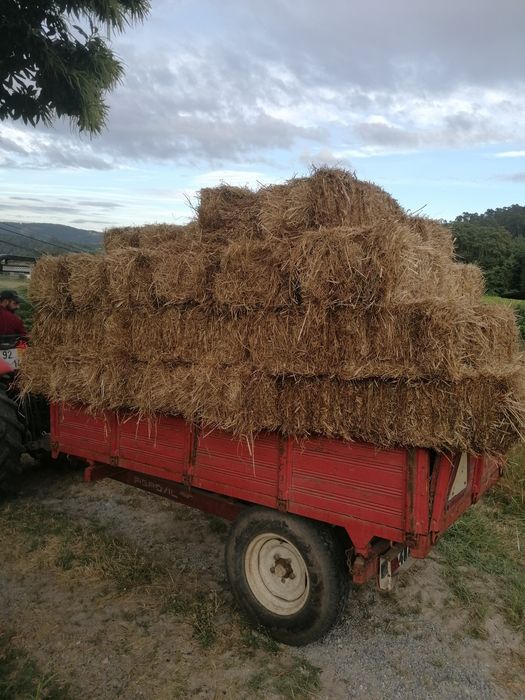 Fardos de azevem de boa qualidade