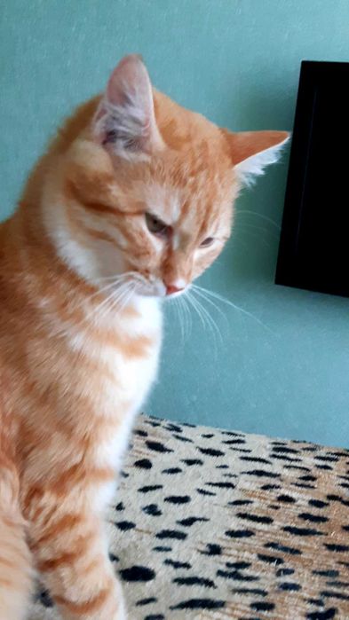 Отдам в хорошие руки кошечку Ханни