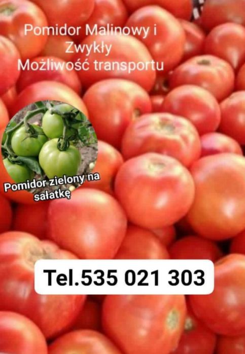 Pomidor Gruntowy Malinowy