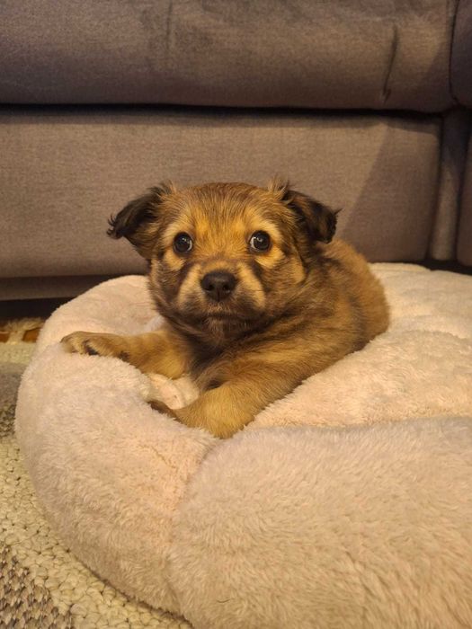 Pieski szukaja nowego domu.