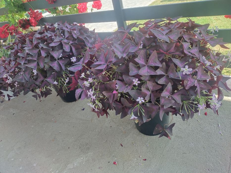 Szczawik trójkątny koniczynka szczęścia cebulki 12 sztuk.