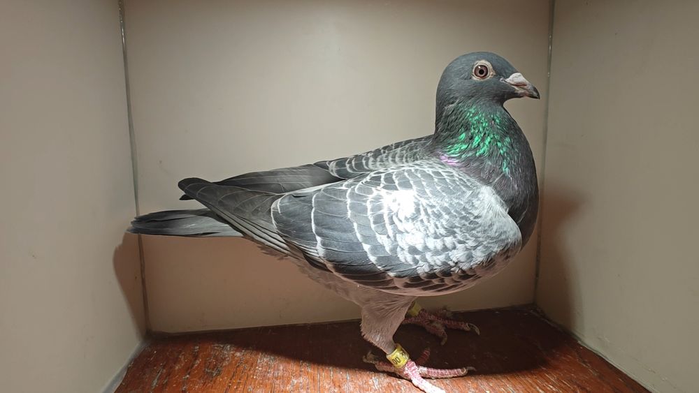 Sprzedam młode gołębie 2026