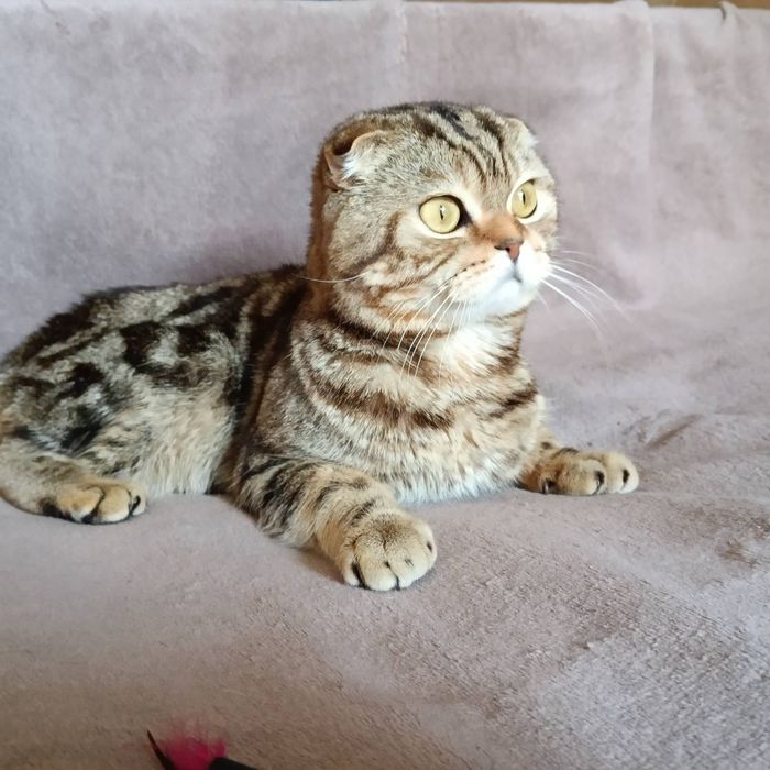 Скотиш фолд котик