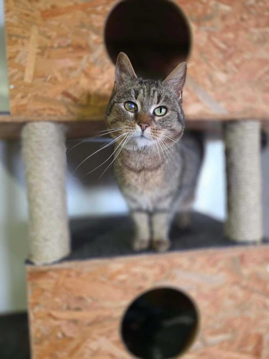 LOLA - Schronisko dla Zwierząt w Ostródzie