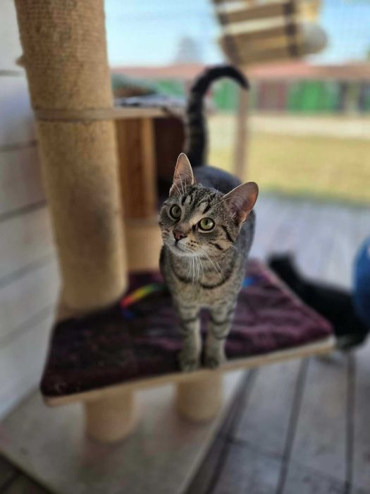 BEZIK - Schronisko dla Zwierząt w Ostródzie