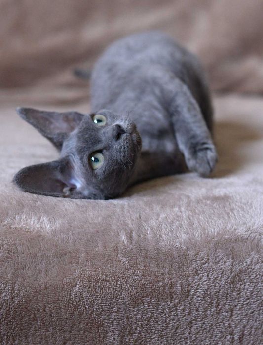 Dziewczynka Devon Rex z rodowodem FPL