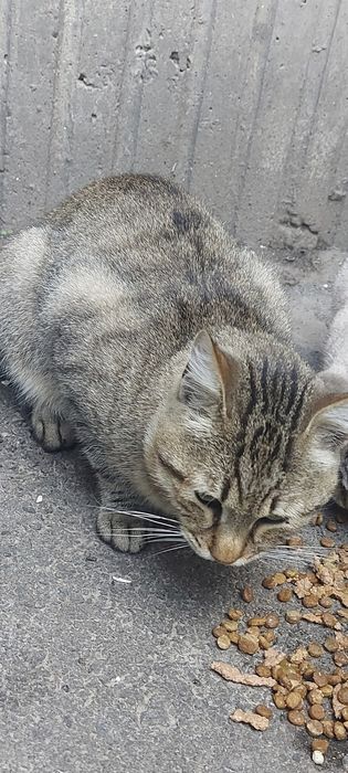 Прилаштовуються котики
