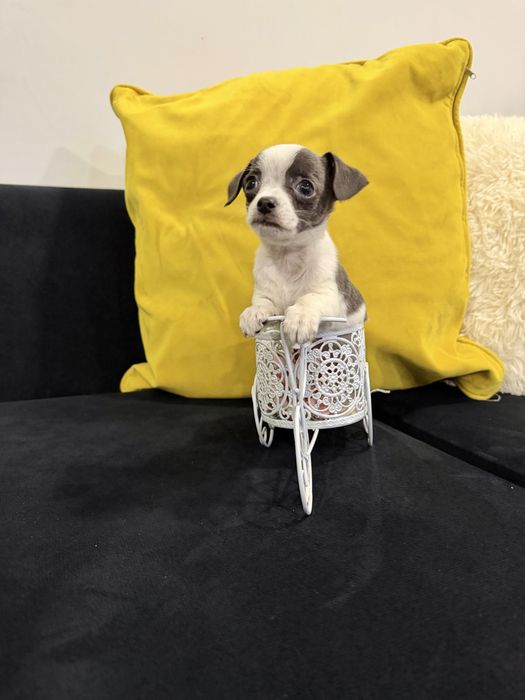 Chihuahua menino top