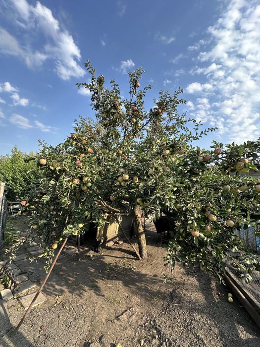 Продається дом в с.Ксаверівка, 48 соток землі, до Києва м.Теремки-40км