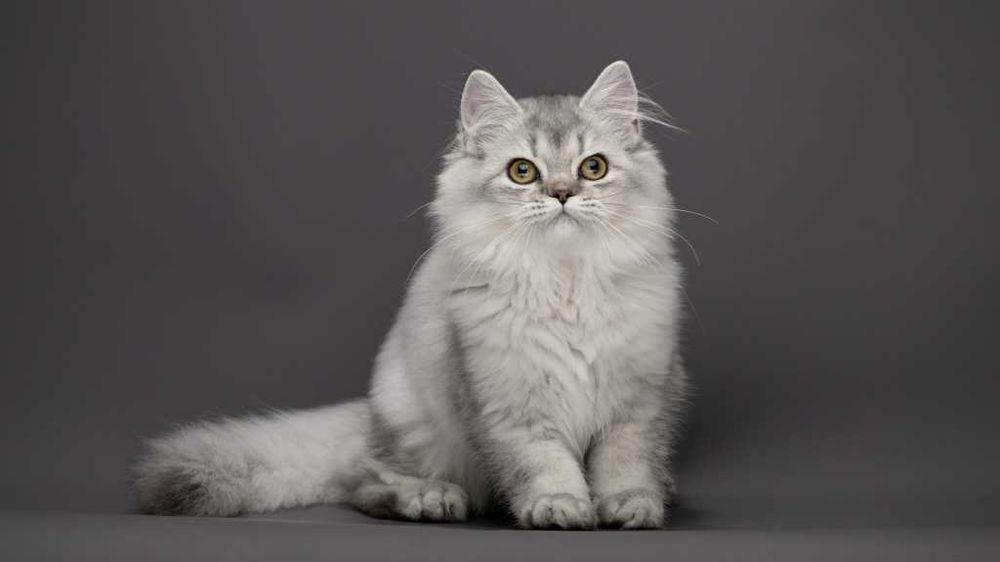 Розкішна срібляста кішечка