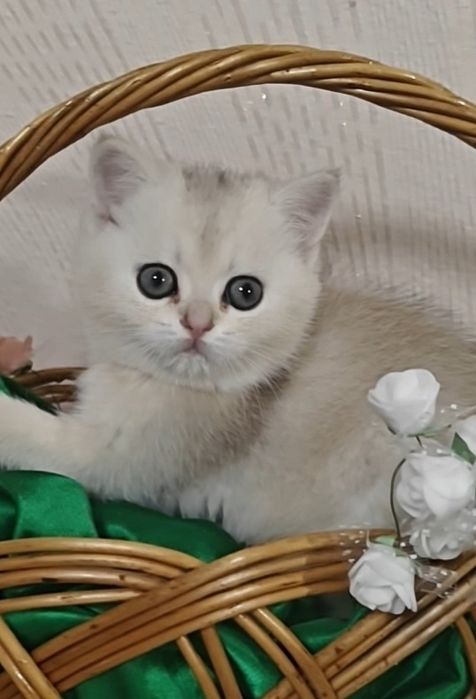 Дівчинка срібляста шиншила