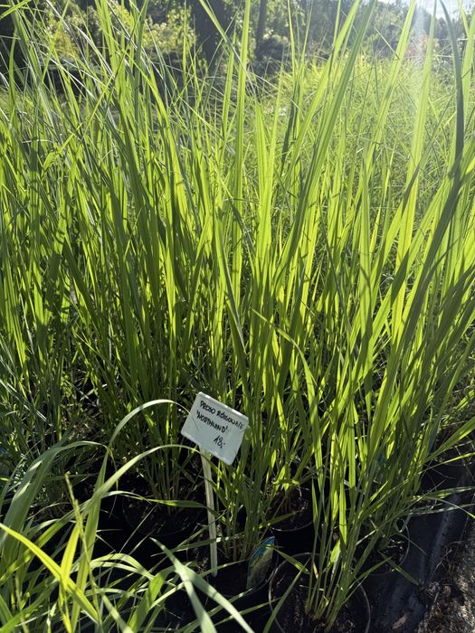 Trawy ozdobne, Miskant, lady in red, Rozplenica, Hakonechloa, proso, sesleria, trzcinnik, turzyca