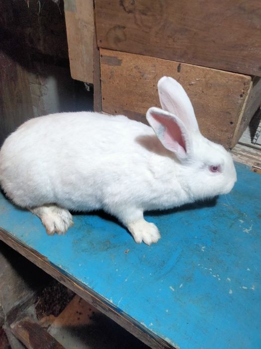Продаю кролів Білий Панон