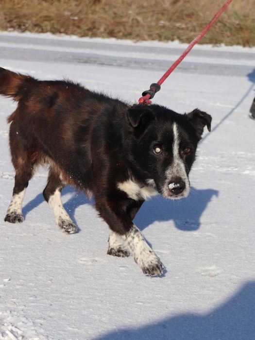 Do adopcji - PERUN