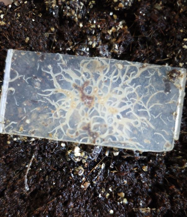 Alimento vivo Grindal worms