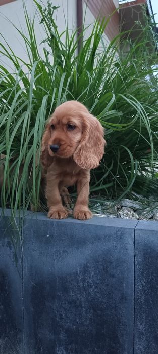 Szczeniaki Cocker Spaniel