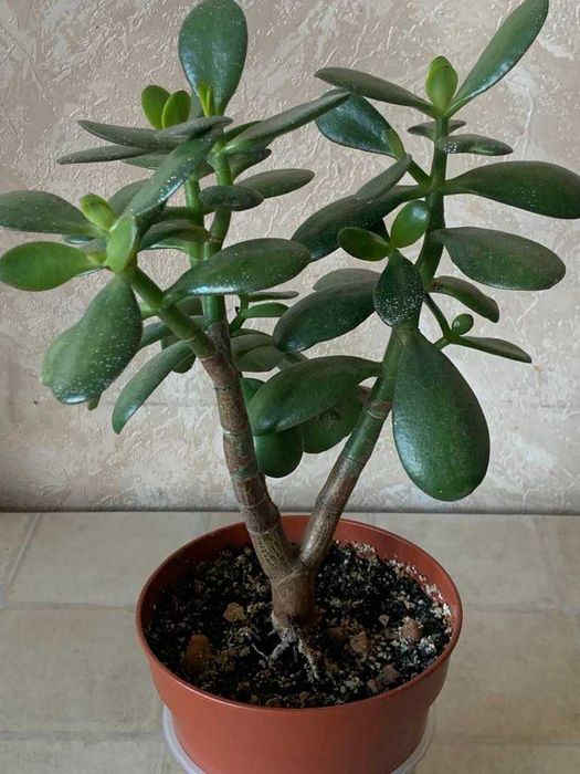 Грошове дерево Красула Товстянка