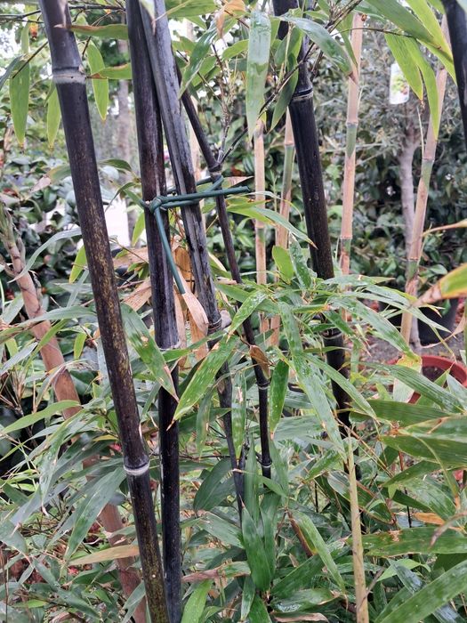 Bambus czarny NIGRA 4-5m
