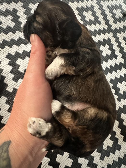 Shih tzu  czekaja :)